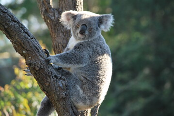 木に登って眠るコアラ
