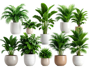 Obraz premium Collection of potted indoor plants, various sizes and types, in neutral-colored containers