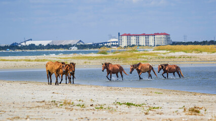 Wild horse herd on the move in the Rachel Carson Reserve near Beaufort, NC.  