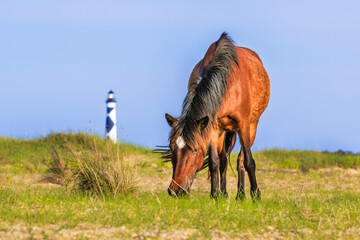 Wild horse grazes on Shackleford Banks with Cape Lookout Lighthouse in the Background. 