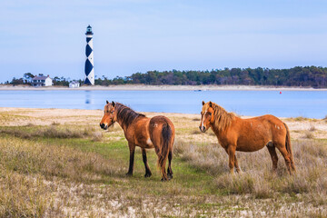 Wild horses at attention near Cape Lookout Lighthouse on Shackleford Banks, NC