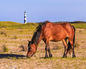 Wild horse grazing at Cape Lookout Lighthouse on Shackleford Banks, NC