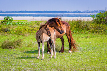 Horse and Foal on the Beach at Shackleford Banks, NC