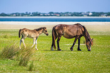 Wild Foal Follows Her Mother - Shackleford Banks, NC
