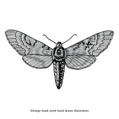 Vintage Hawk Moth Hand Drawn Engraving Illustration