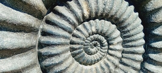 ammonite