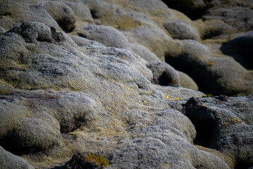 Background of moss growing on lava rocks creates unique texture and background