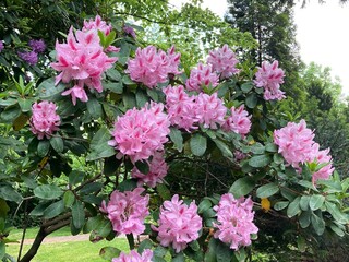 Rhododendron blüht pink in der Natur 
