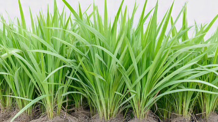 Fototapeta premium Lush lemongrass blades, serene aromatic vitality, Thai New Year spirit, verdant healing garden, natural tranquility elixir