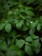 fresh green plants Natural green background with leaf and drops of water.