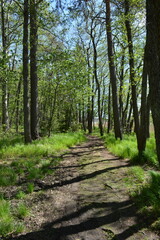 Beautiful and vibrant nature of Hyljelahti area in Espoo, Finland. Thick impenetrable green forest with a sandy road. Tall firs, spruces, bushes, old wooden logs, stumps, green grass and plants.
