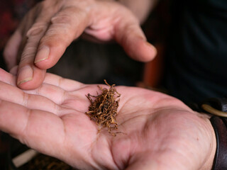 Preparing rolled cigarettes with dried tobacco.