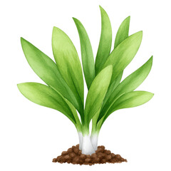 Obraz premium Fresh Green Plant with Vibrant Leaves Growing from Brown Soil, isolated on transparent background.