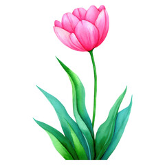 Fototapeta premium Beautiful Pink Tulip Flower with Green Leaves in Watercolor Style, isolated on transparent background.