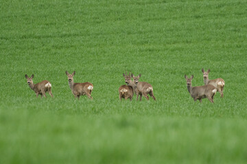 Roe deer and fawns in green grain © predrag1