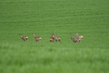 Roe deer and fawns in green grain