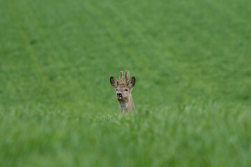 Roe deer and fawns in green grain