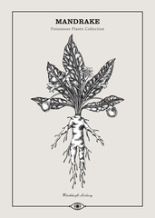 Antique apothecary label design. Mandrake sketch. Witch herbs. Poisonous plant hand-drawn illustration. Art deco poster. NOT AI generated