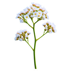 Obraz premium Beautiful White Flowers on Green Stem with Delicate Petals and Leaves, isolated on transparent background.
