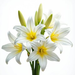 Obraz premium White freesia flowers isolated on white. Beautiful floral design, fresh delicate petals, yellow centers. Perfect for spring, wedding, love themes. Natural beauty, floral arrangements, cosmetics
