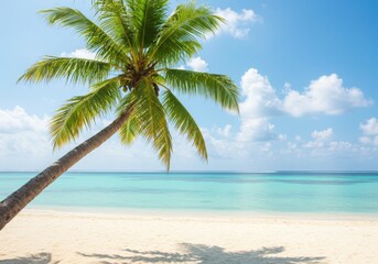 Palm tree on a tropical beach isolated on transparent background