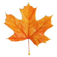 Obraz premium Vibrant orange autumn maple leaf, detailed veins