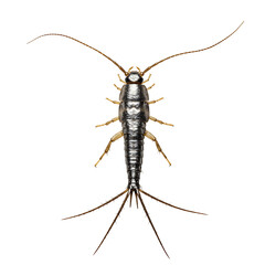 A detailed close-up shot of a silverfish insect, captured against a transparent background.