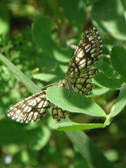 Latticed heath (Chiasmia clathrata) moth resting on a trefoil leaf