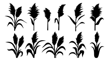 set of pampas grass silhouette vector