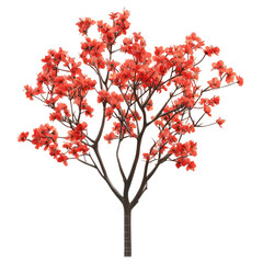 A vibrant coral-colored tree in full bloom, its branches densely covered with blossoms