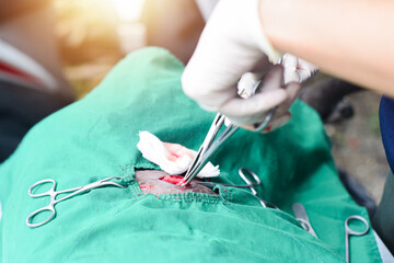 A veterinarian is performing surgery on a dog.