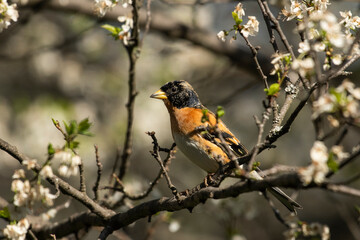 North finch Fringilla montifringilla