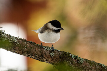 Marsh tit Parus palustris