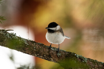 Marsh tit Parus palustris