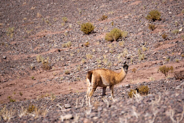 Guanaco (Lama Guanicoe) Walking Alone Across the Vast, Arid Expanses of the Atacama Desert in Northern Chile, South America, Under a Clear Blue Sky