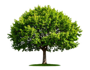 Standalone Tree PNG with Clean Clipping Path, Transparent Image 