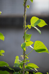 Tender Leaves on a Green Vine
