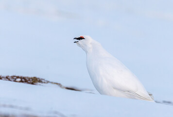 Detailed closeup of a svalbard rock ptarmigan