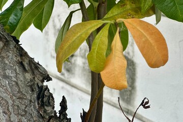 autumn leaves on the wall