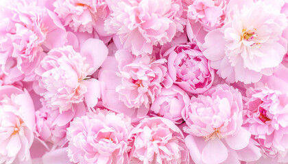 Soft pink peony flower background, delicate petals close-up for floral design and decoration