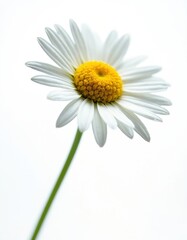 Fototapeta premium Close-up of chamomile flower isolated on white background. Daisy flower with yellow center and white petals. Nature plant, botanical, fresh, spring bloom. Health, beauty concept.