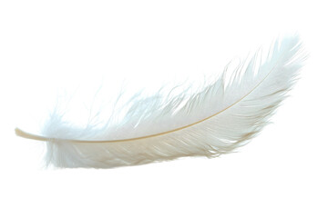 Obraz premium Feather in Delicate Detail: A singular pristine, fluffy white feather is presented in this high-definition capture. Emphasizing its texture and delicate nature.