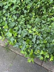 Lush green ivy ground cover spilling over a paved sidewalk, showcasing dense foliage and glossy, textured leaves.