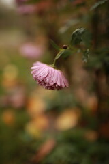 A pink chrysanthemum covered with raindrops, captured against a soft, blurred natural background. The image conveys a sense of autumn freshness, tenderness, and quietness.