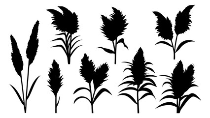 set of pampas grass silhouette vector