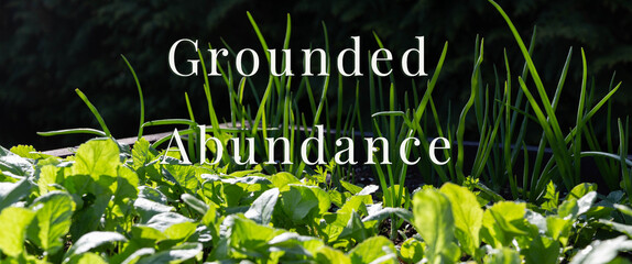 Fresh organic greens and onion sprouts in raised garden bed, sunlight and shadows, grounded...