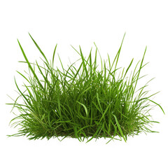 Fresh green grass clump isolated on white background on transparent background