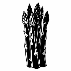 Ink sketch of asparagus silhouette vector black on white background