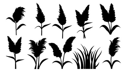 set of pampas grass silhouette vector