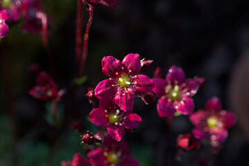 Many red saxifrage with green bokeh background in nice sunlight in the garden